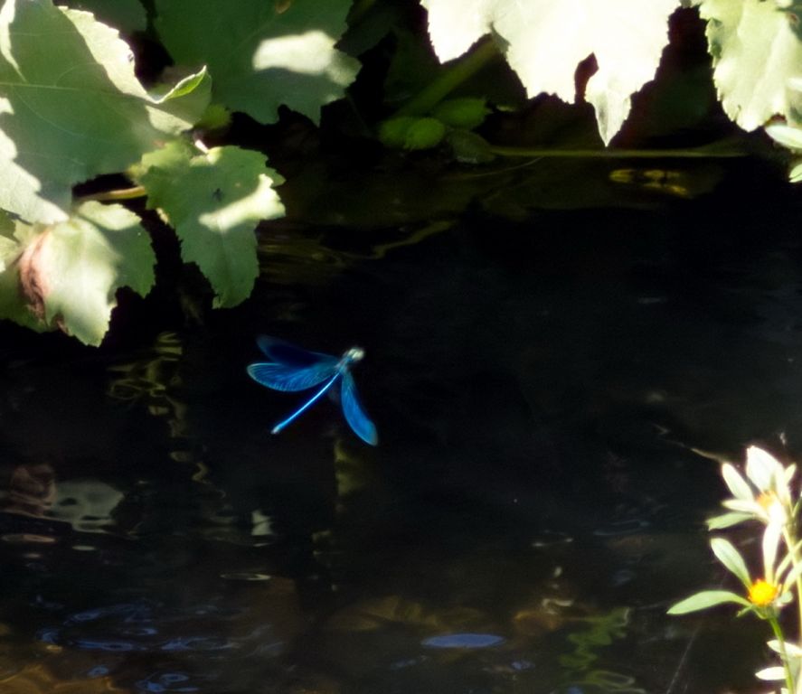 Calopteryx splendens (Harris, 1782)