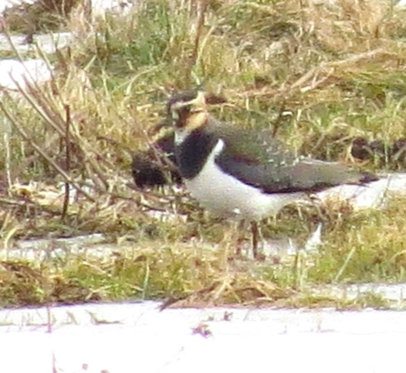 Vanellus vanellus (Linnaeus, 1758)