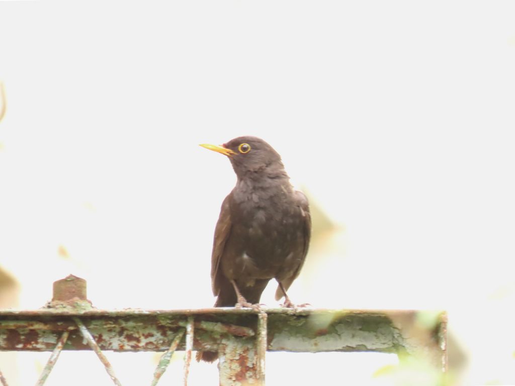 Turdus merula Linnaeus, 1758
