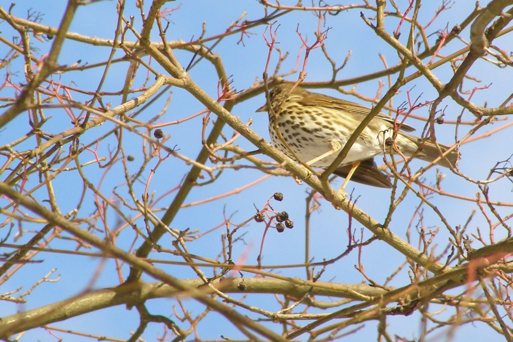 Turdus philomelos C.L.Brehm, 1831
