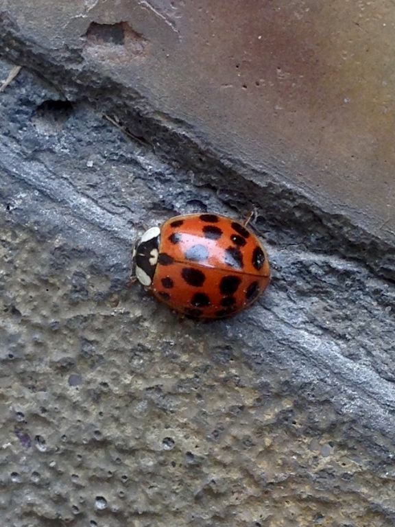 Harmonia axyridis (Pallas, 1773)