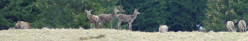 Cervus elaphus Linnaeus, 1758