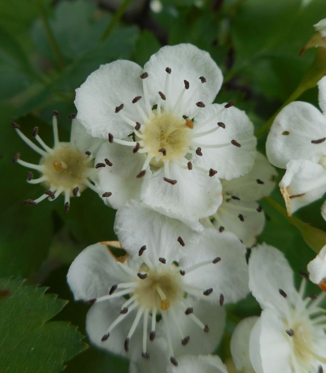 Crataegus monogyna Jacq.