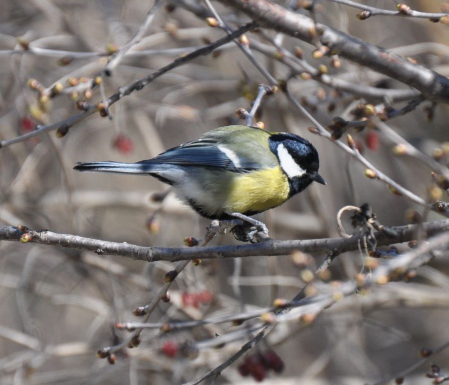 Parus major Linnaeus, 1758