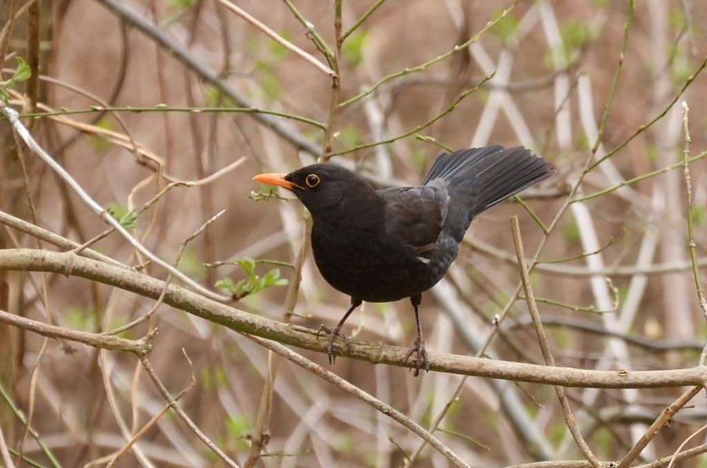 Turdus merula Linnaeus, 1758