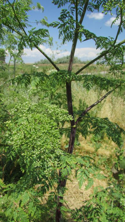 Conium maculatum L.