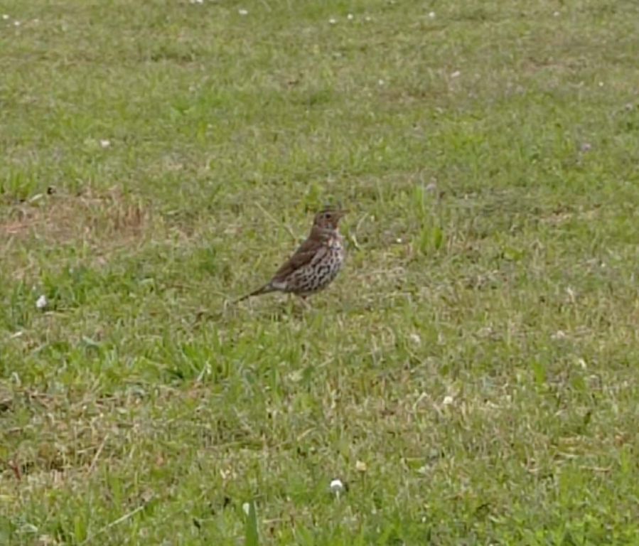 Turdus philomelos C.L.Brehm, 1831