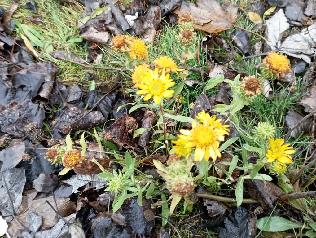 Grindelia squarrosa (Pursh) Dunal