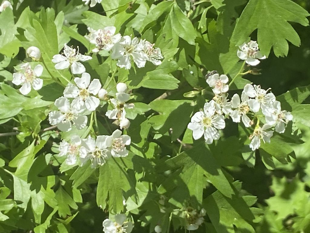 Crataegus monogyna Jacq.