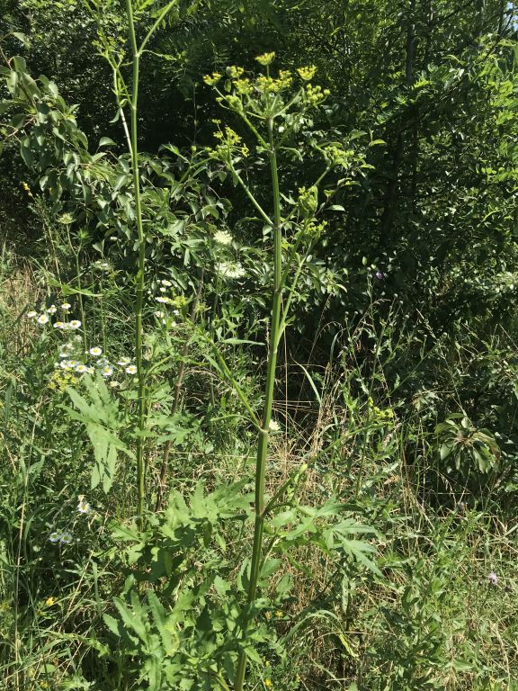 Pastinaca sativa L.
