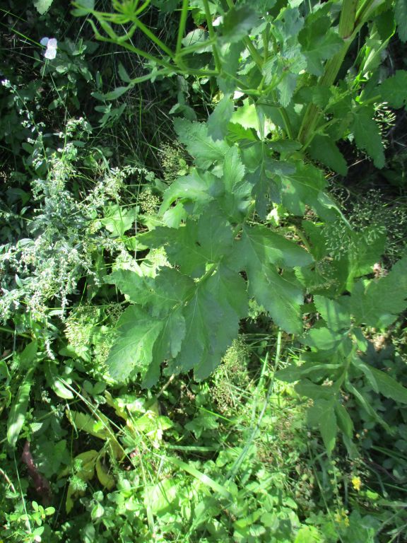 Pastinaca sativa L.
