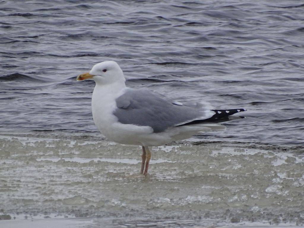 Larus cachinnans Pallas, 1811
