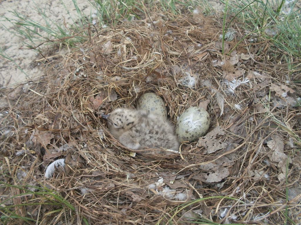 Larus cachinnans Pallas, 1811