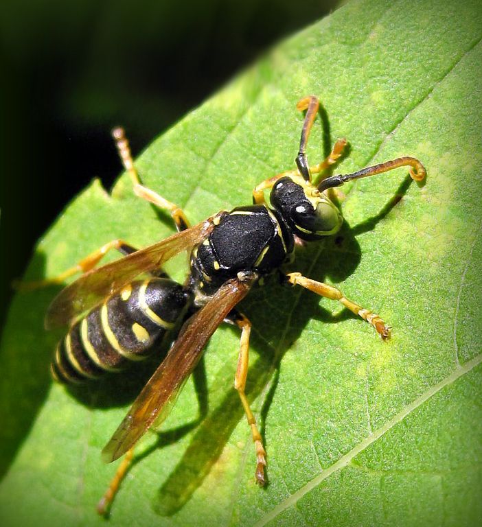 Polistes nimpha (Christ, 1791)