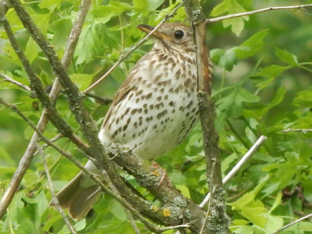 Turdus pilaris Linnaeus, 1758