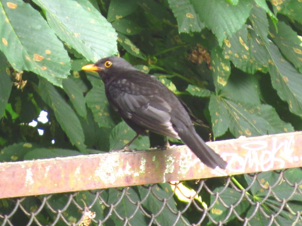 Turdus merula Linnaeus, 1758