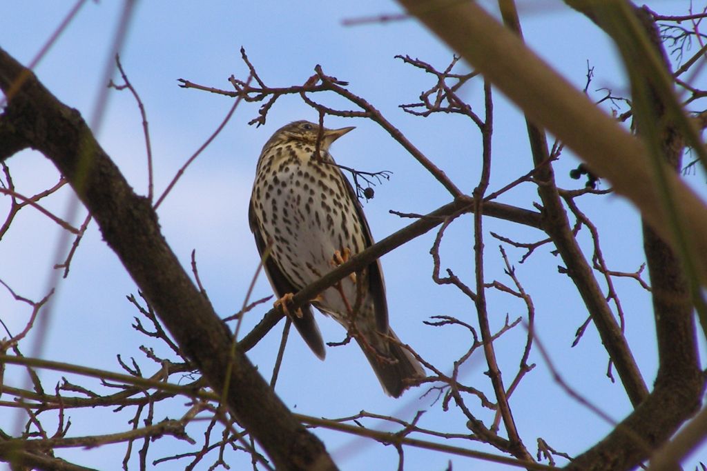 Turdus philomelos C.L.Brehm, 1831