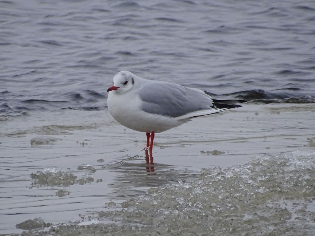 Chroicocephalus ridibundus (Linnaeus, 1766)