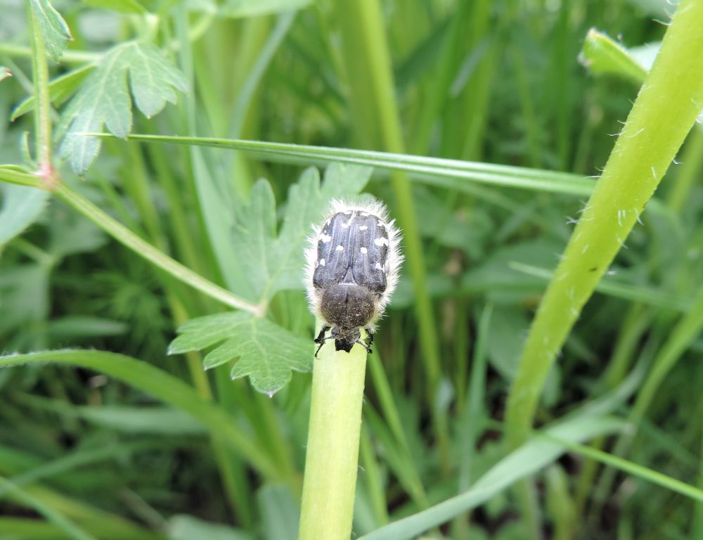 Tropinota (Epicometis) hirta (Poda von Neuhaus, 1761)