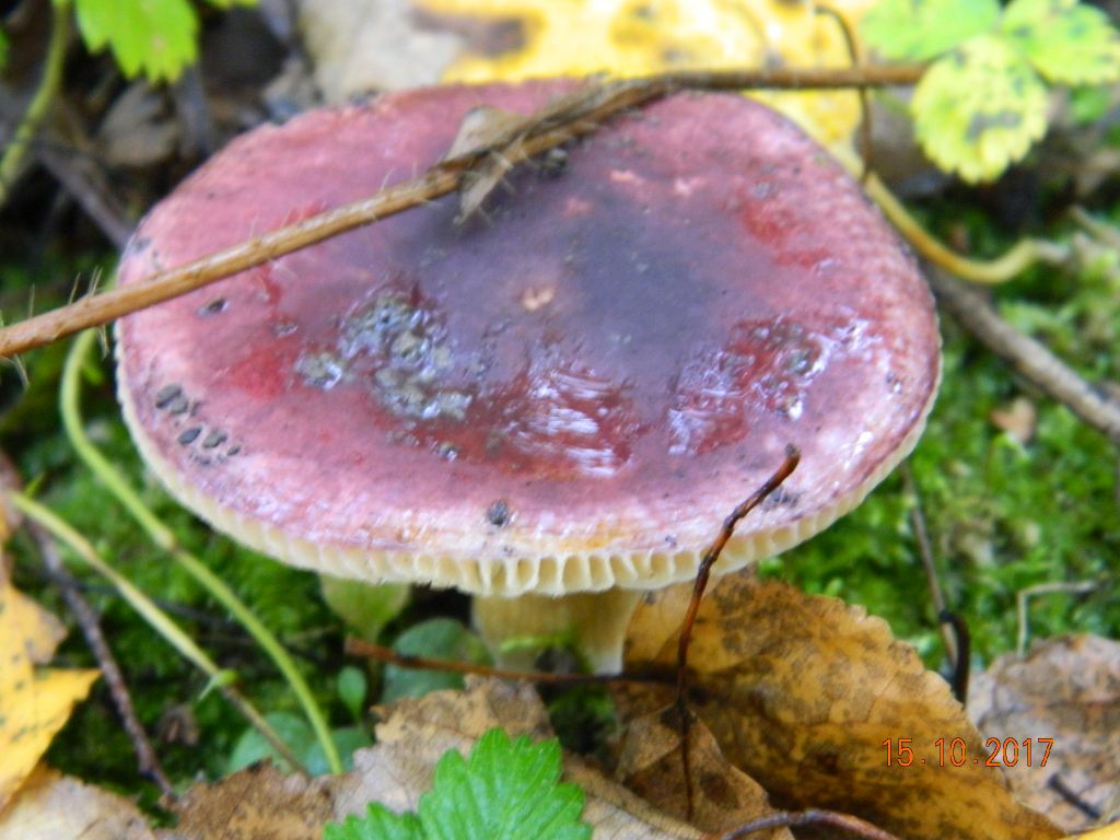 Russula