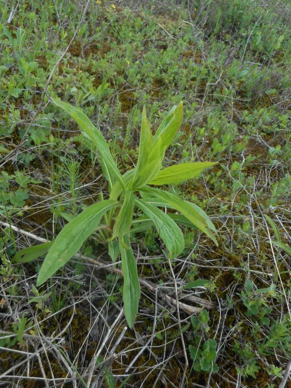 Solidago canadensis L.