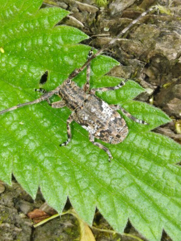 Mesosa nebulosa (Fabricius, 1781)