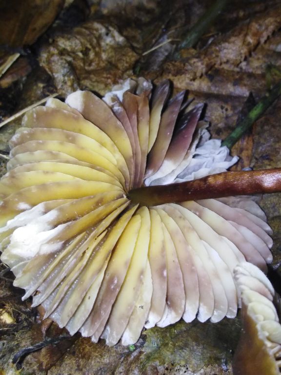 Mycena