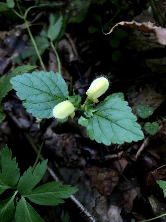 Lamium galeobdolon (L.) L.