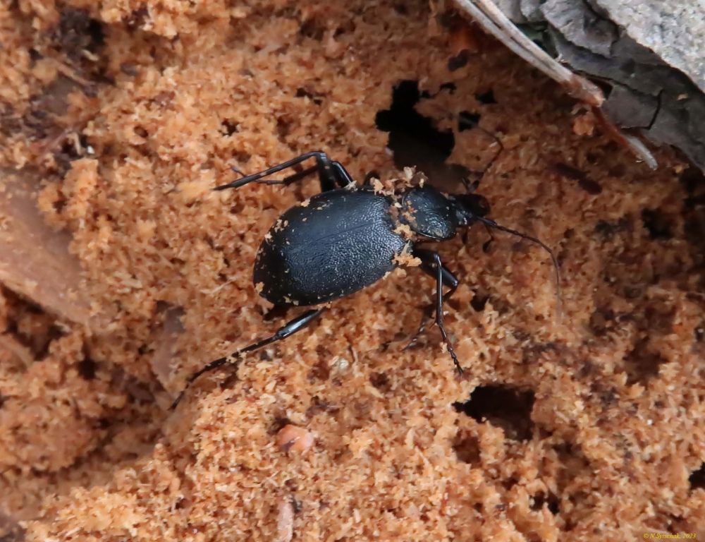 Cychrus (Cychrus) caraboides (Linnaeus, 1758)