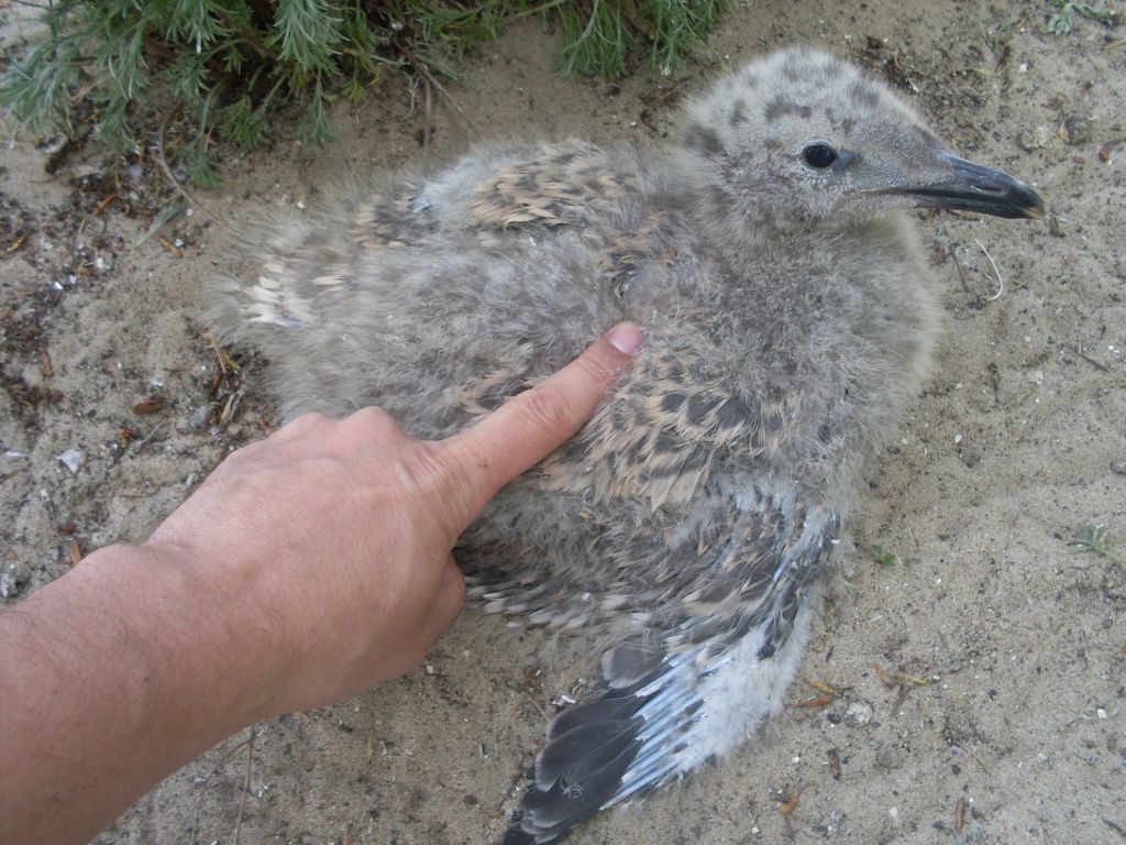 Larus cachinnans Pallas, 1811