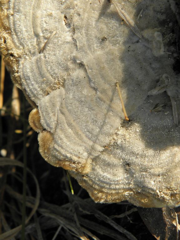 Trametes hirsuta (Wulfen) Lloyd
