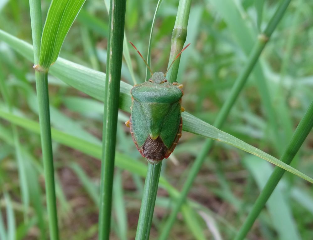 Palomena prasina (Linnaeus, 1761)