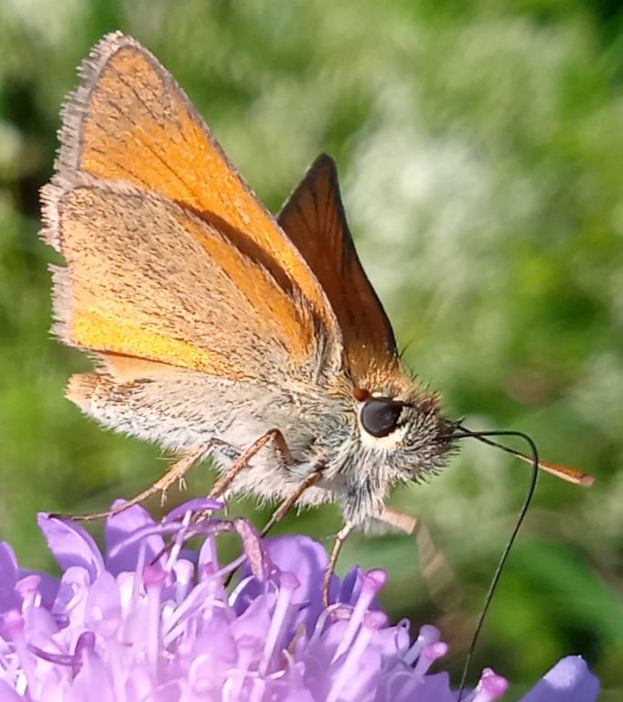 Thymelicus sylvestris (Poda von Neuhaus, 1761)