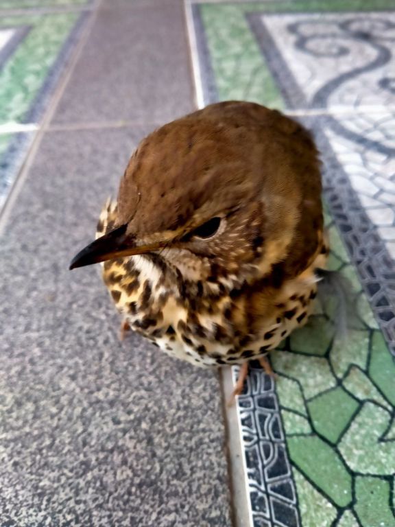 Turdus philomelos C.L.Brehm, 1831