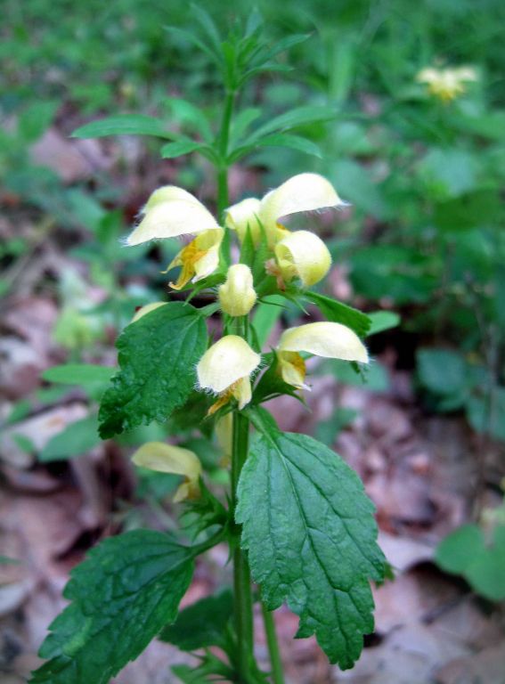 Lamium galeobdolon (L.) L.
