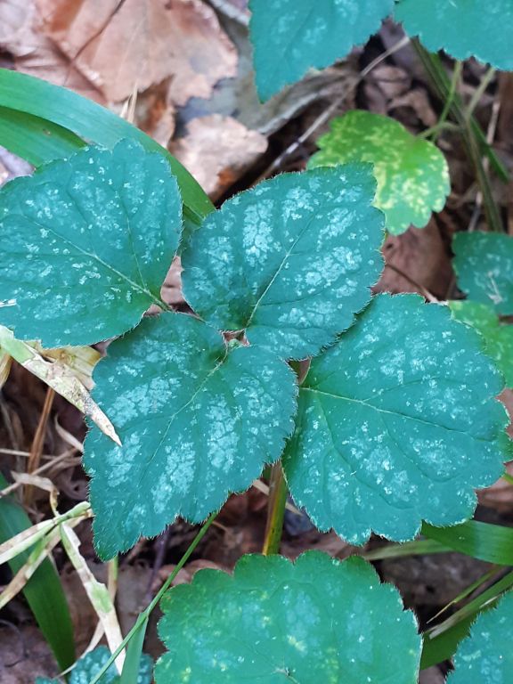 Lamium galeobdolon (L.) L.