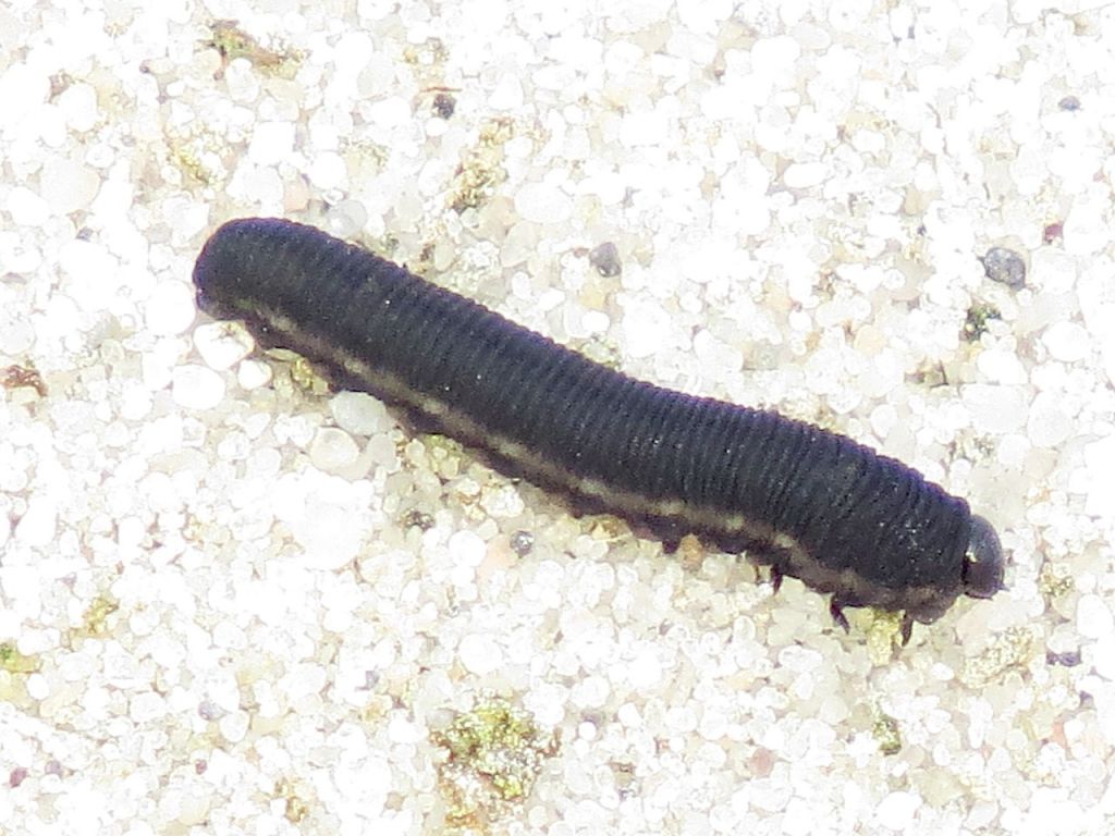 Tenthredinidae