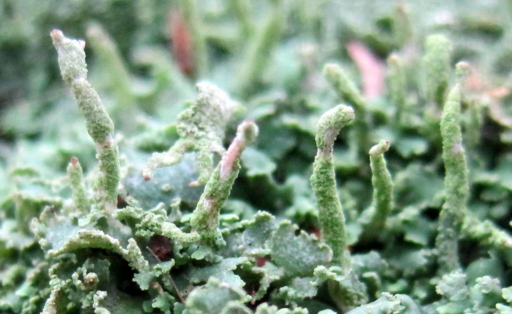 Cladonia