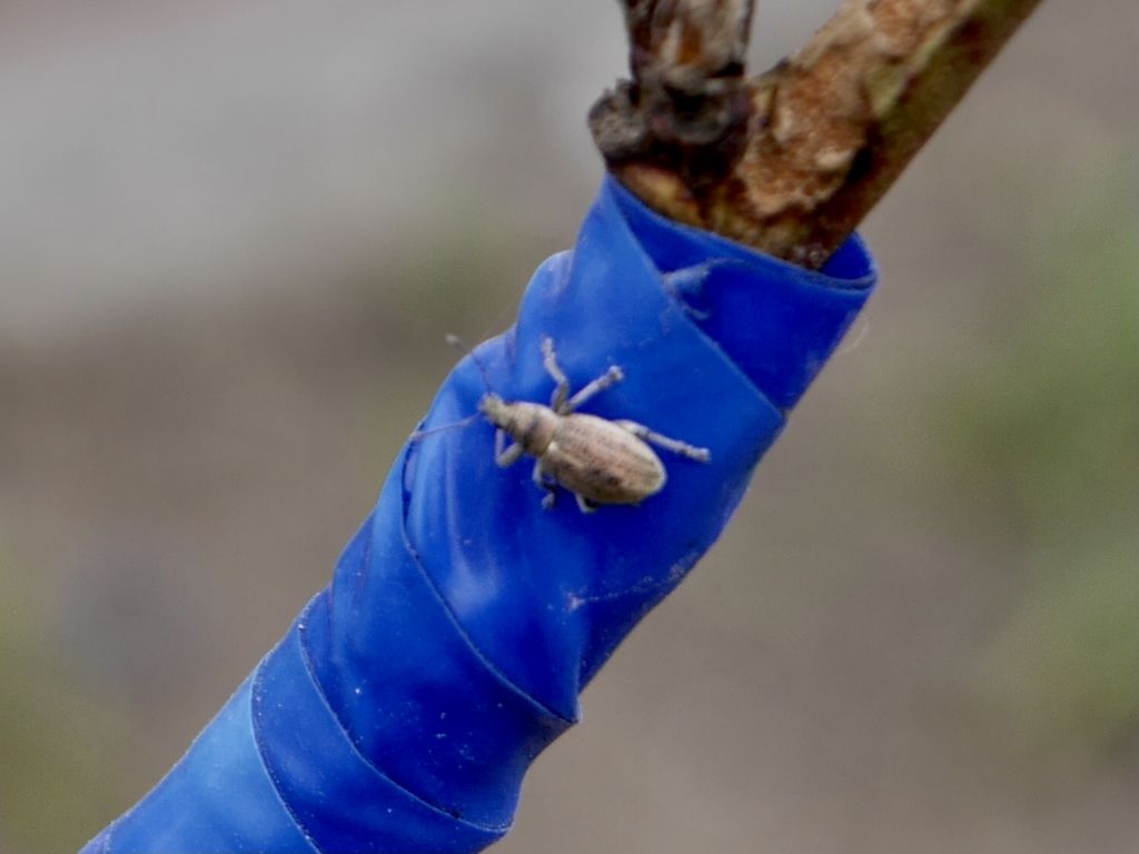 Sciaphobus (Neosciaphobus) squalidus (Gyllenhal, 1834)