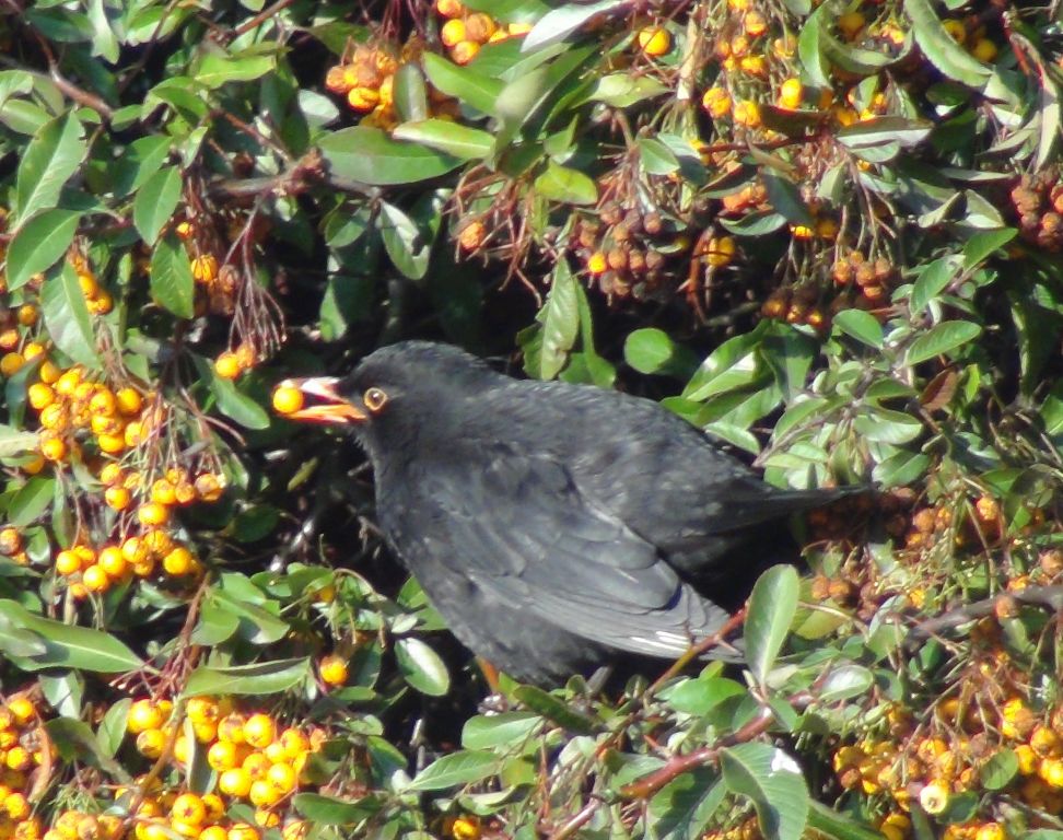 Turdus merula Linnaeus, 1758