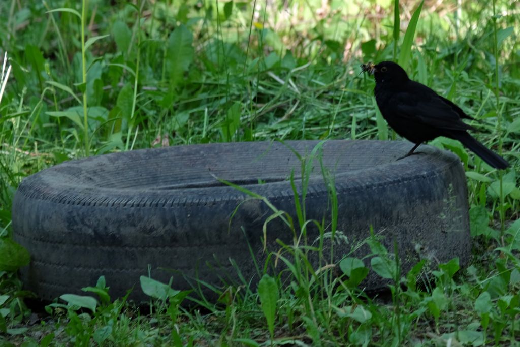 Turdus merula Linnaeus, 1758