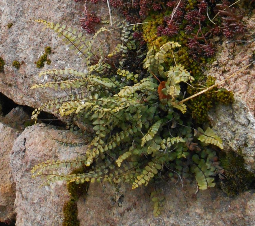 Asplenium trichomanes L.