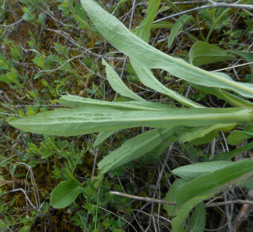 Solidago canadensis L.