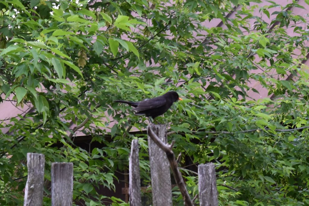 Turdus merula Linnaeus, 1758