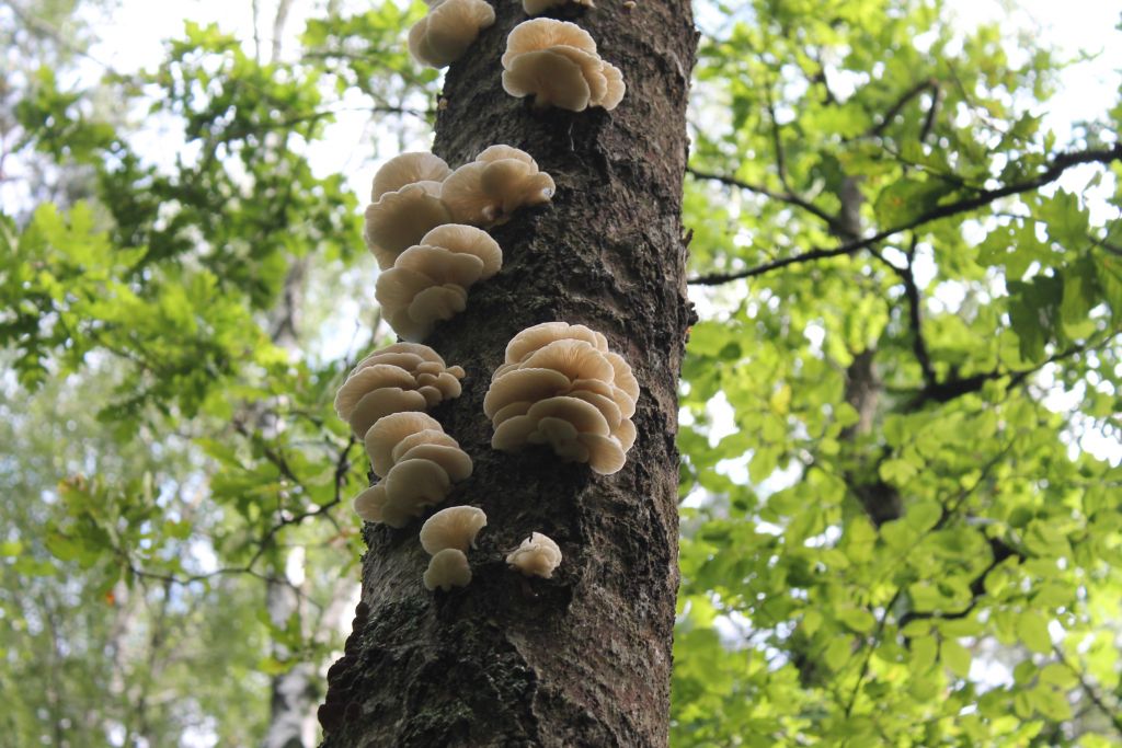 Panellus
