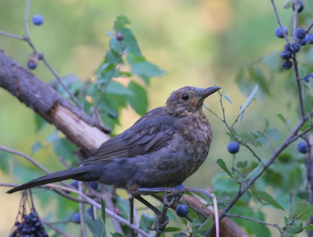 Turdus merula Linnaeus, 1758