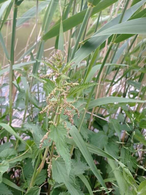 Urtica dioica L.