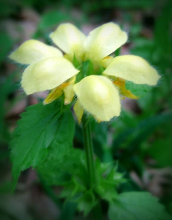 Lamium galeobdolon (L.) L.