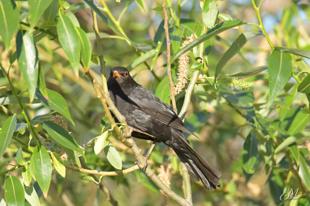 Turdus merula Linnaeus, 1758
