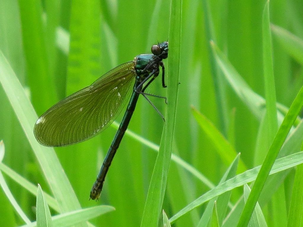 Calopteryx splendens (Harris, 1782)